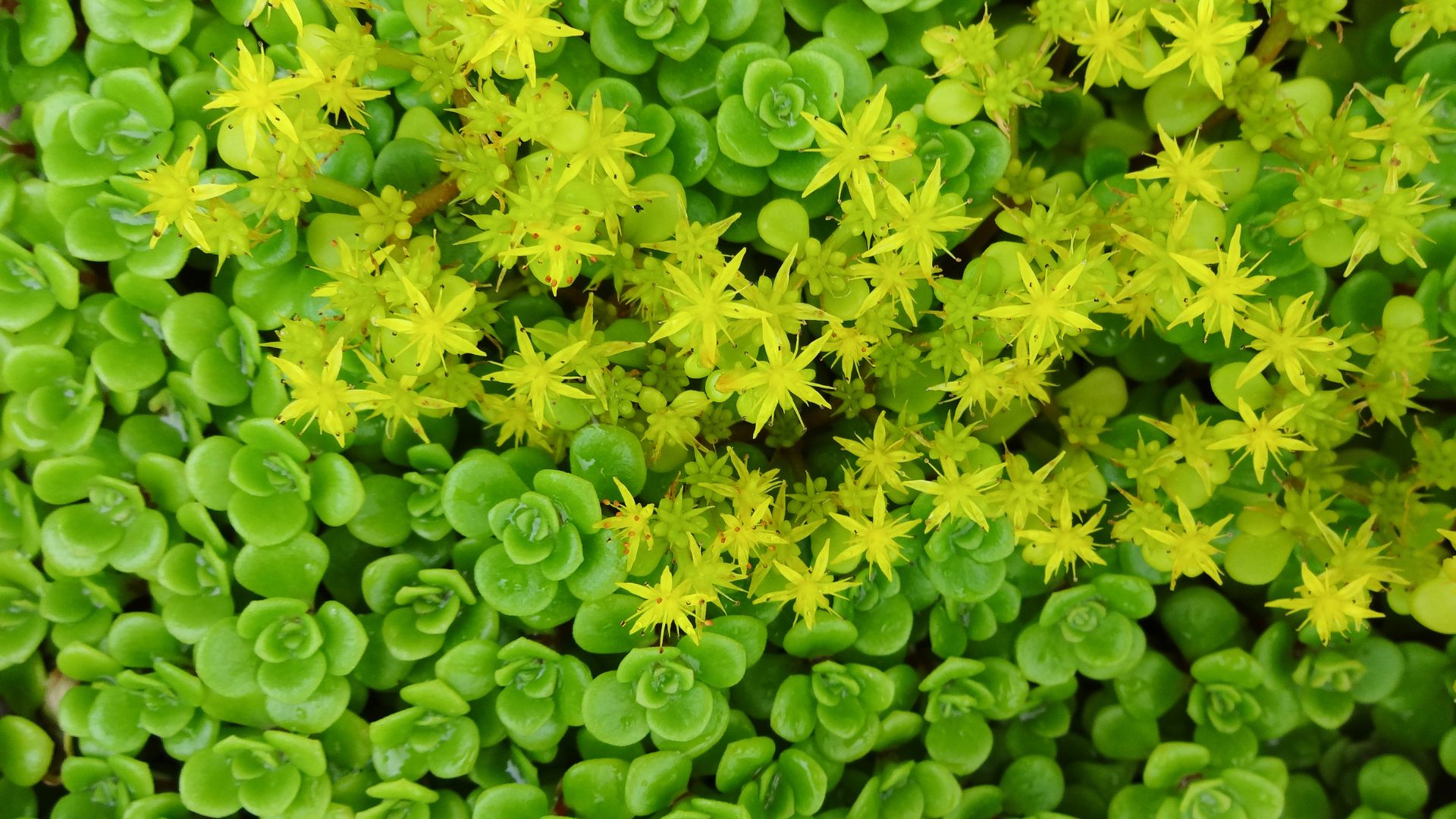 Sedum makinoi beautiful star flower ground cover plants