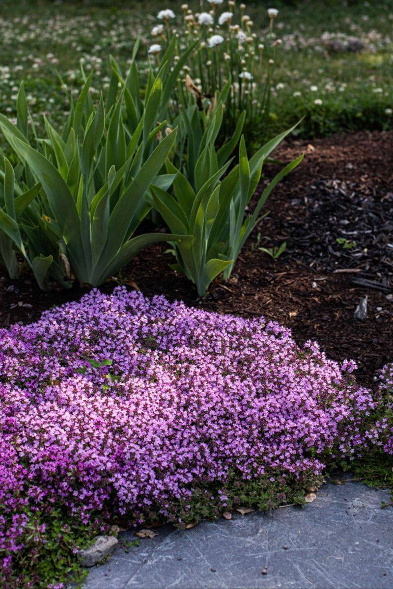 Creeping Thyme