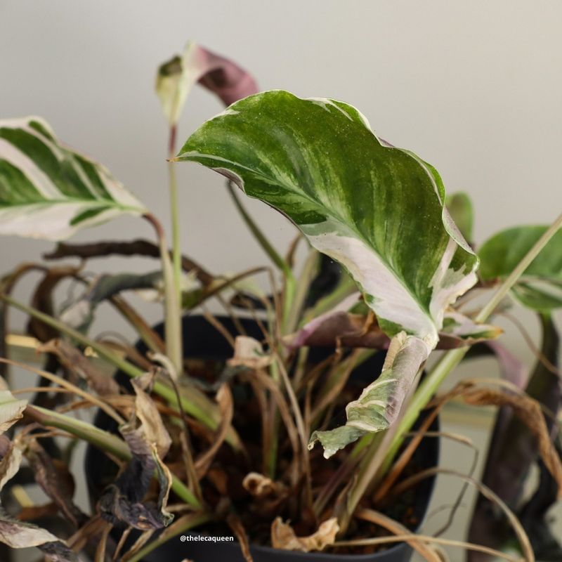Calatheas Can Adapt to Hydroponic Growth