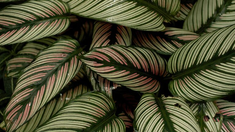calathea