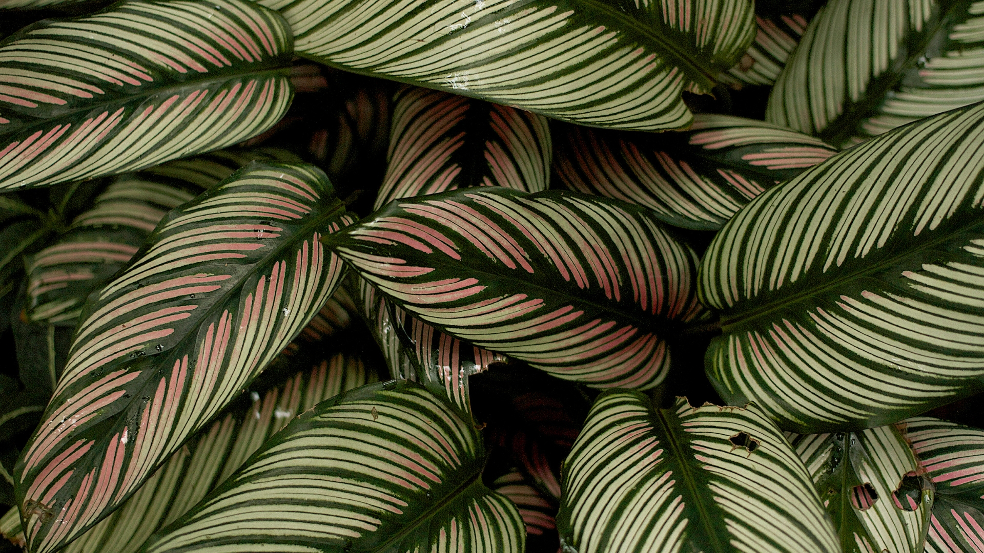 16 Must-Know Facts About Growing Calatheas In Water (And How To Avoid Common Problems)