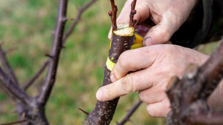 grafting a fruit tree