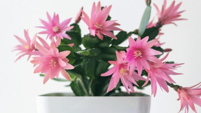 easter cactus