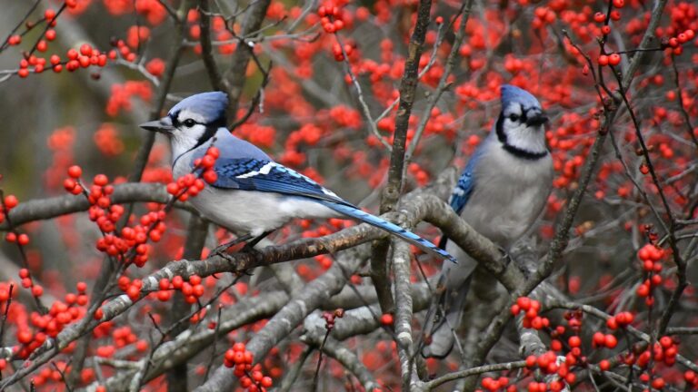 blue jay and winterberry