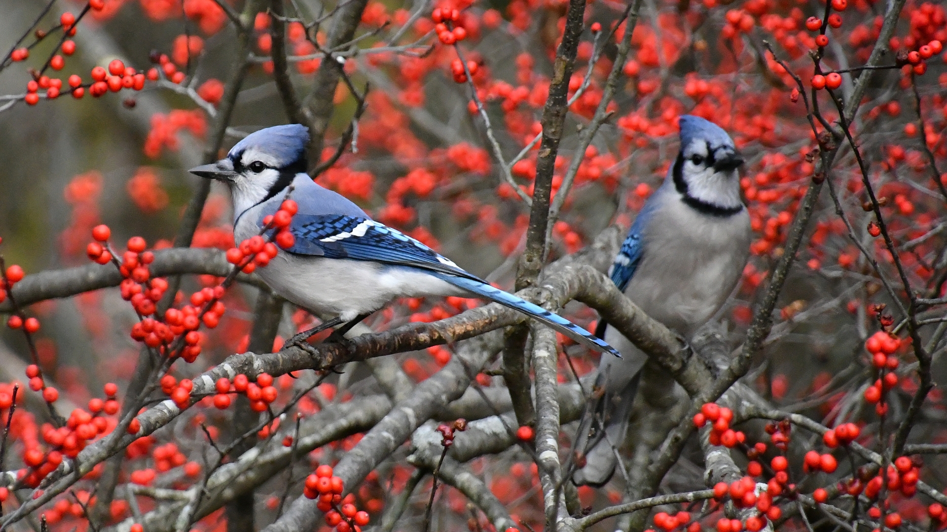 15 Shrubs Full Of Berries That Feed Your Local Wildlife