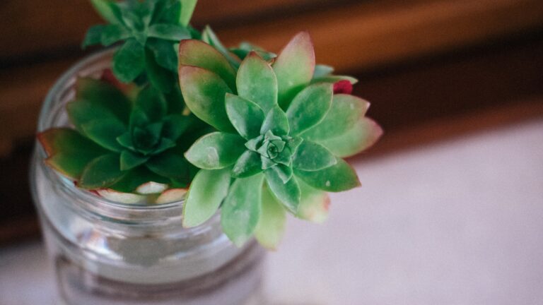 succulent plant in water