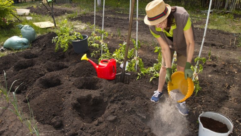 a gardener burying wood ash in planting holes