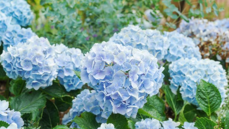 Hydrangeas