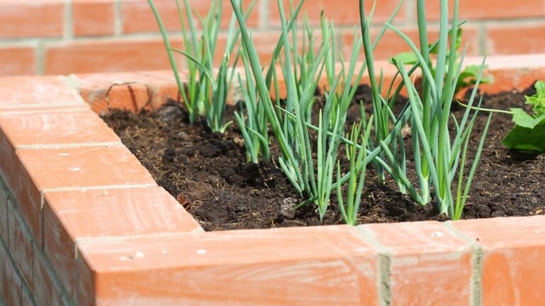 onions in a raised bed