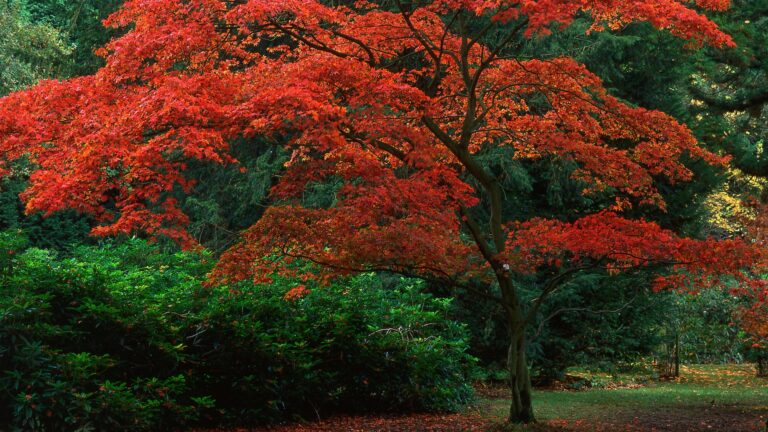 japanese maple tree