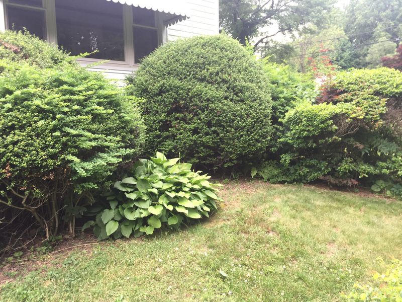 Trim Overgrown Bushes
