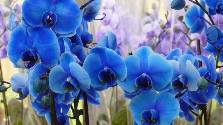 blue orchids