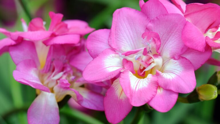 freesia