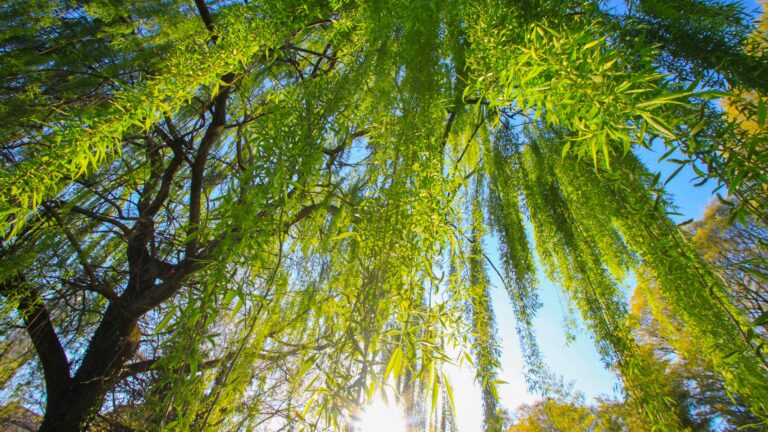 willow tree