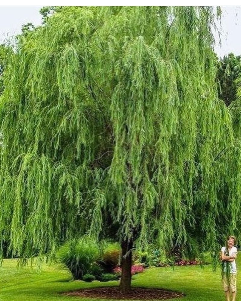 Willow Tree