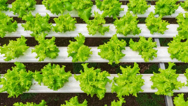 Hydroponic lettuces in hydroponic pipe