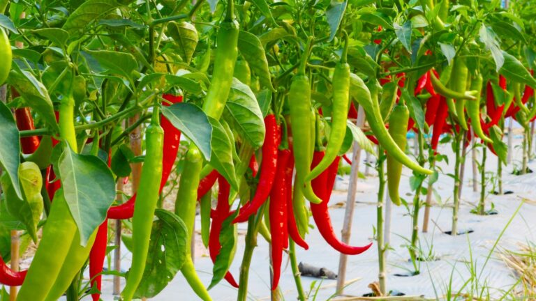 hot pepper garden