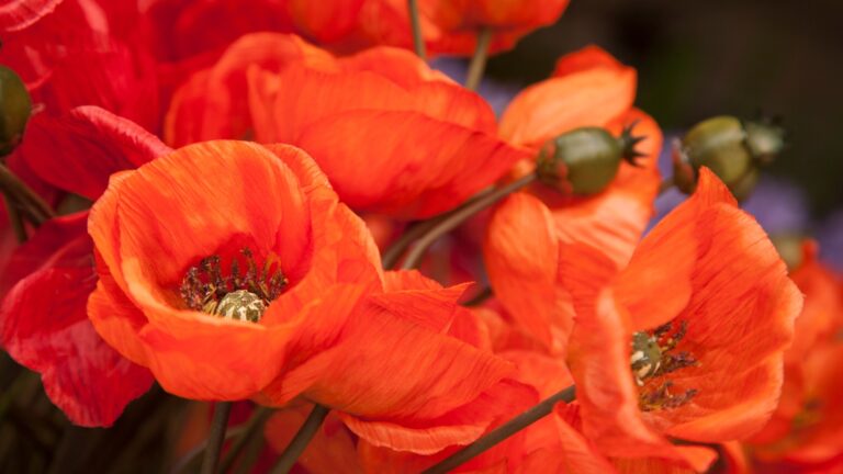 poppies