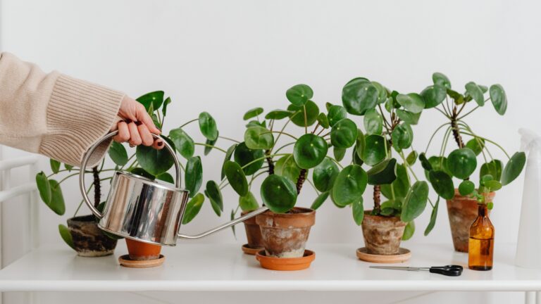 watering houseplants