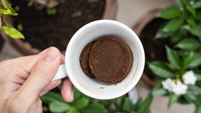 Using coffee ground as a fertilizer