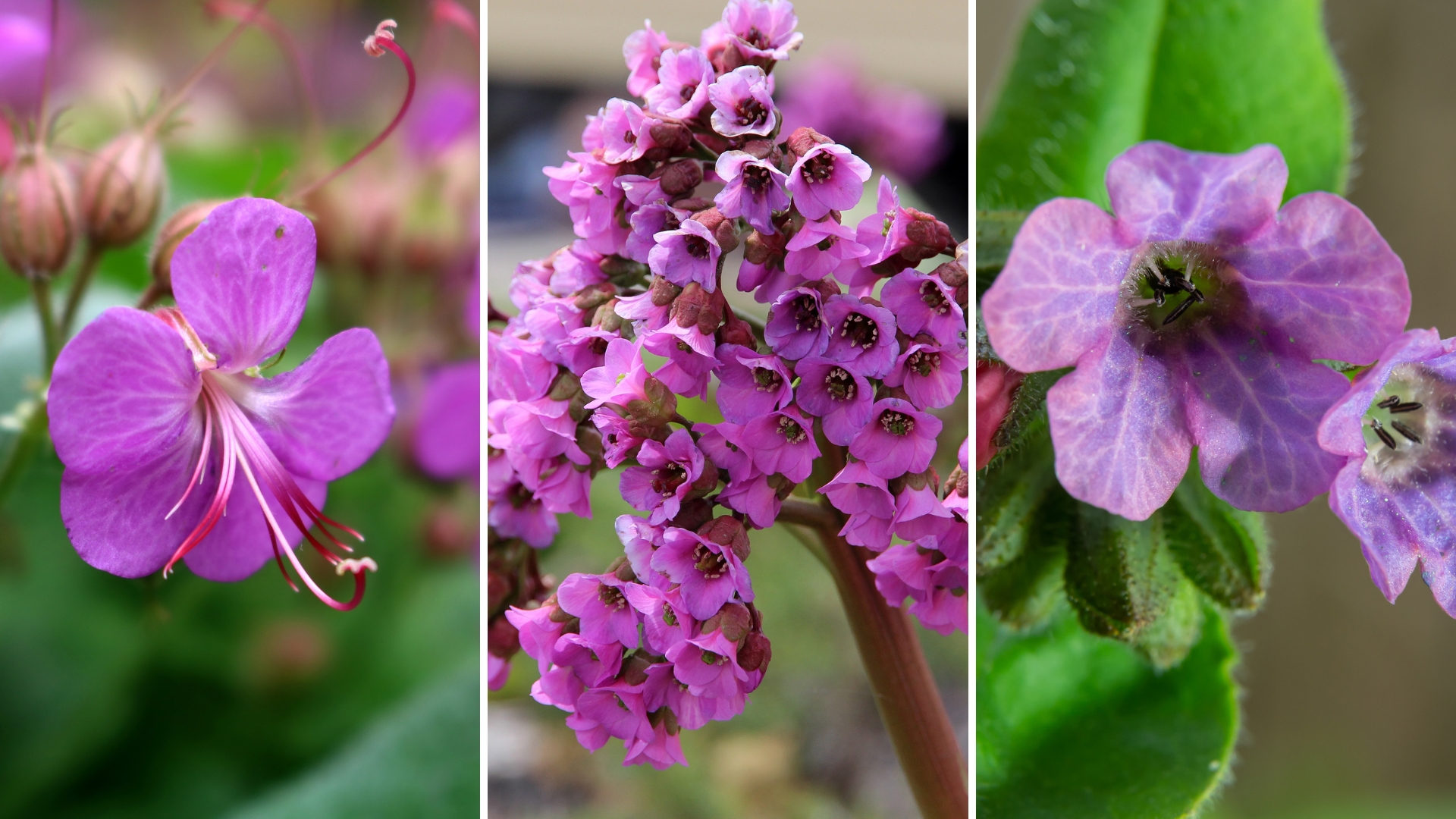 purple perennial plants