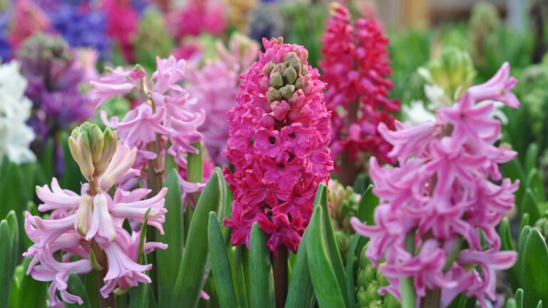 Hyacinth