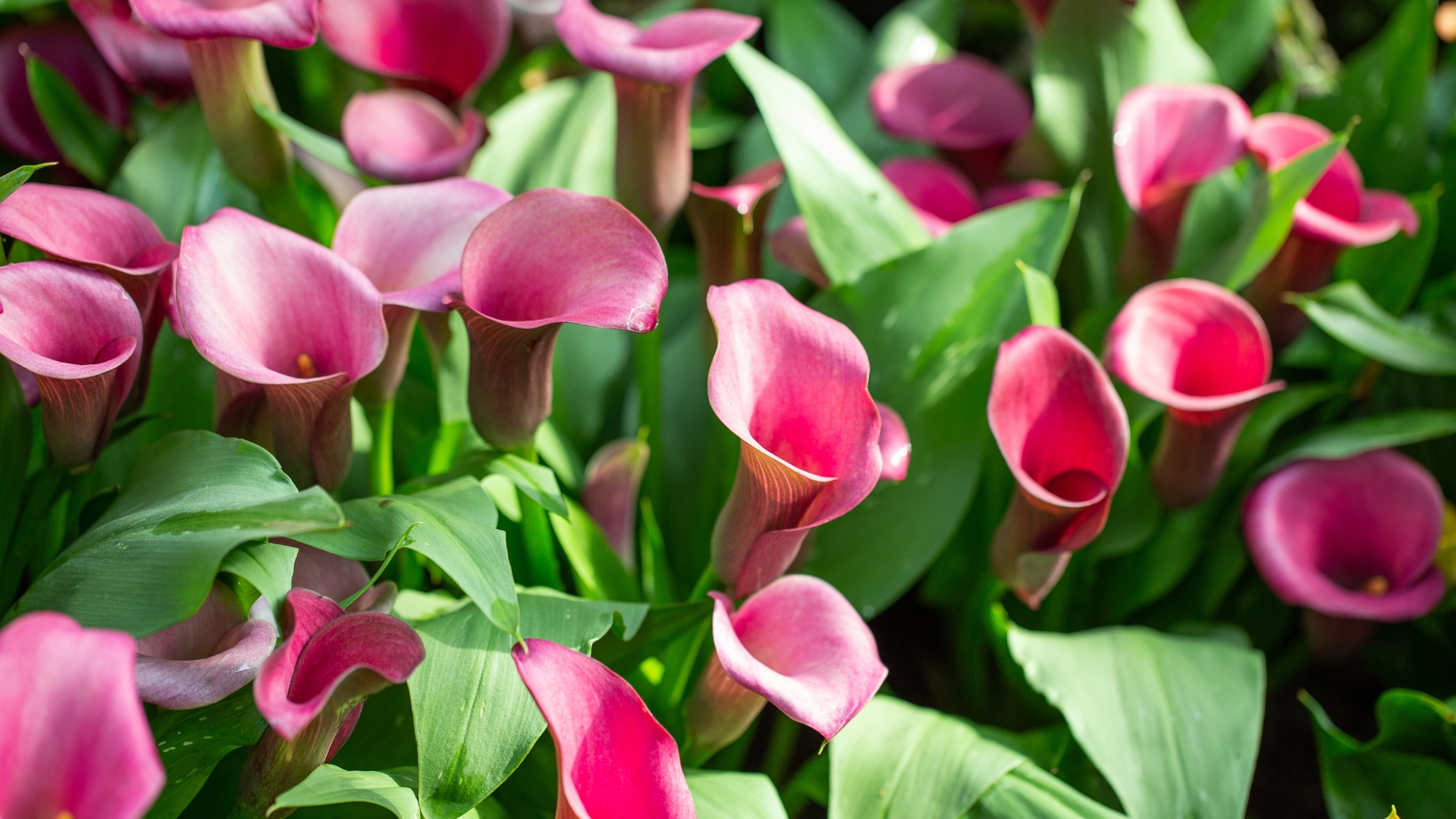 17 Simple Steps To Keep Your Calla Lily Blooms Thriving For Months (Plus Pro Tips For Unstoppable Blooms)