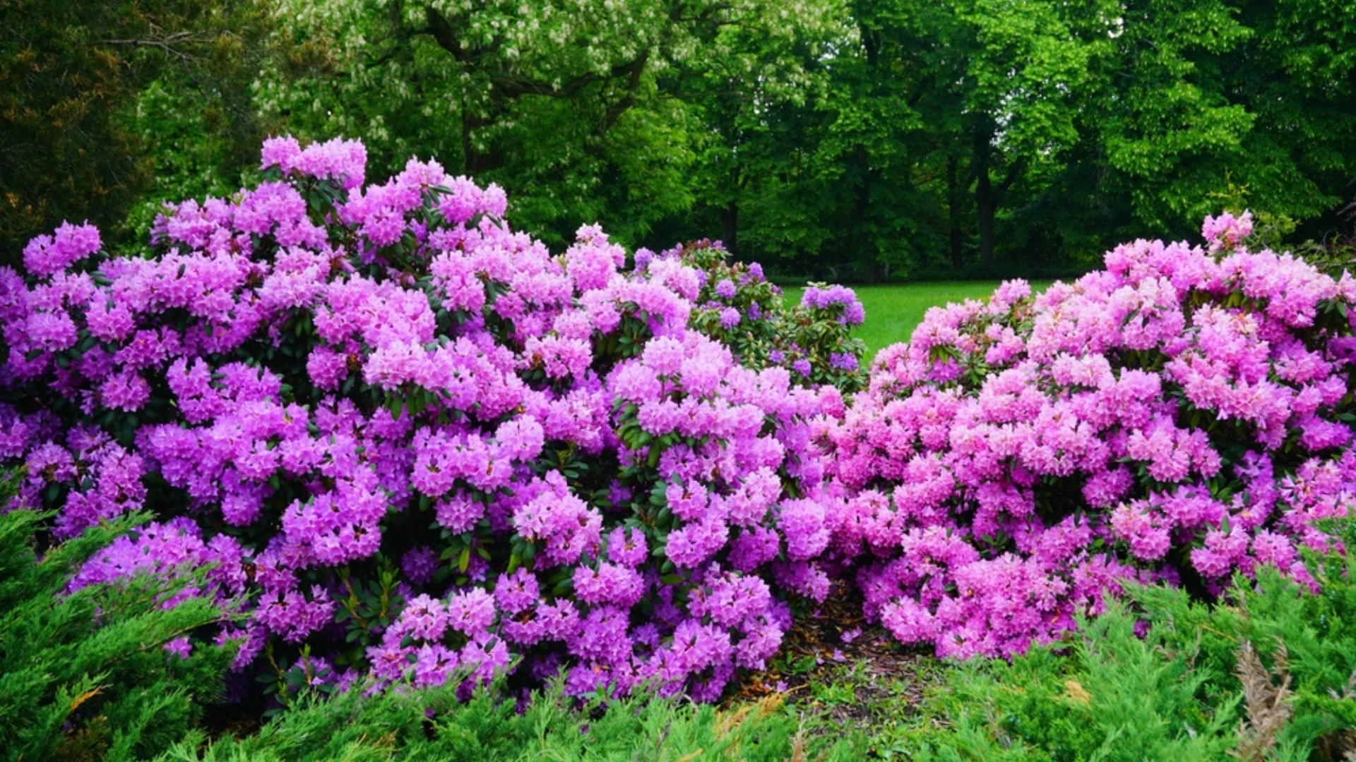 17 Stunning Shrubs That Bloom All Year Long (And A Few More To Keep The Color Going)