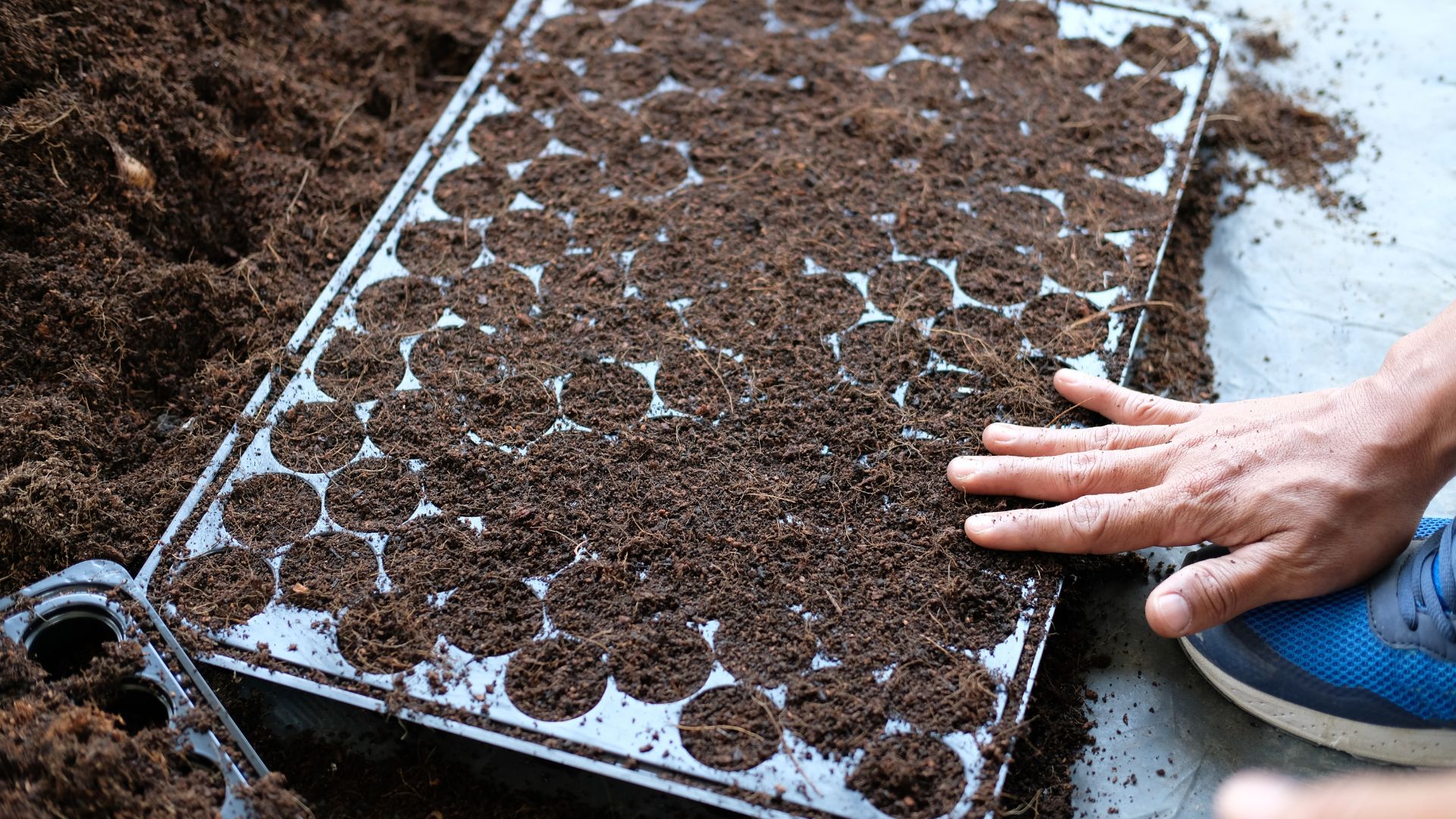 Seedling Starter Tray for Plant Growing