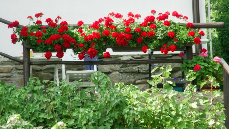 red geraniums