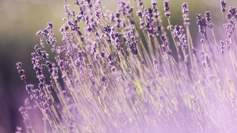 lavender