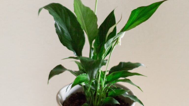 Peace Lily Plant "Spathiphyllum" Houseplant