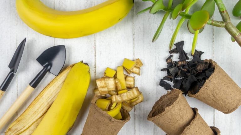 Organic fertilizer made from banana peel.