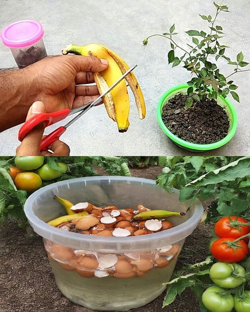 Banana Peel Fertilizer
