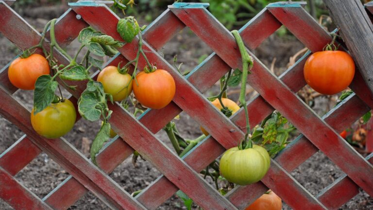 tomato trellis