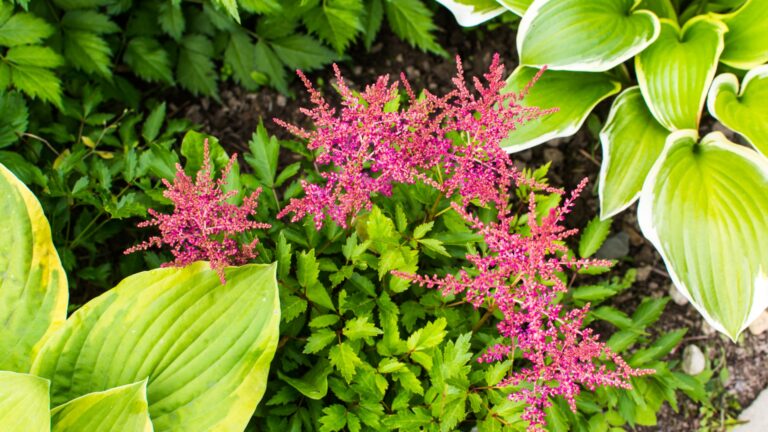 astilbe and hosta
