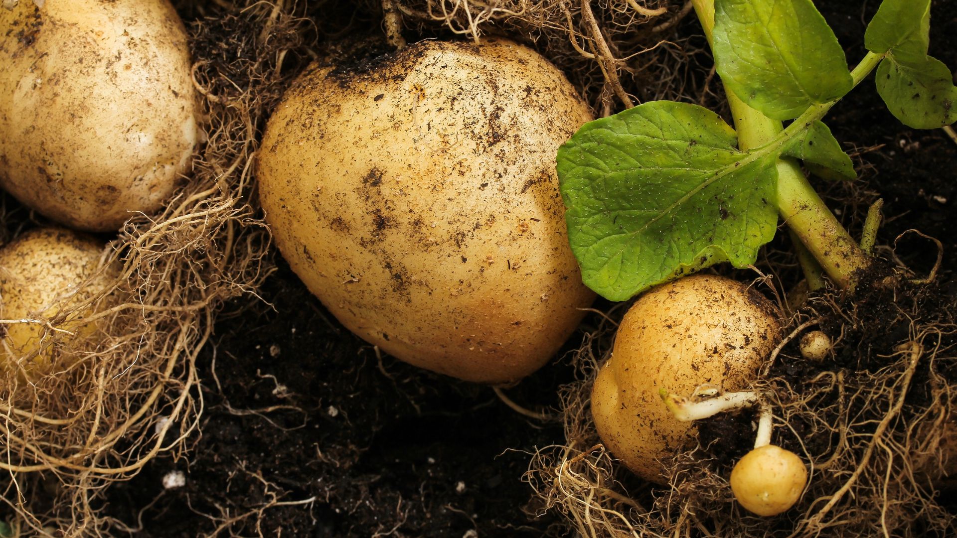 18 Potato Growing Hacks That Actually Deliver Big Yields