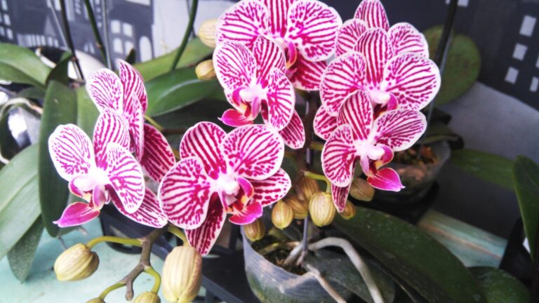 pink orchid in bloom