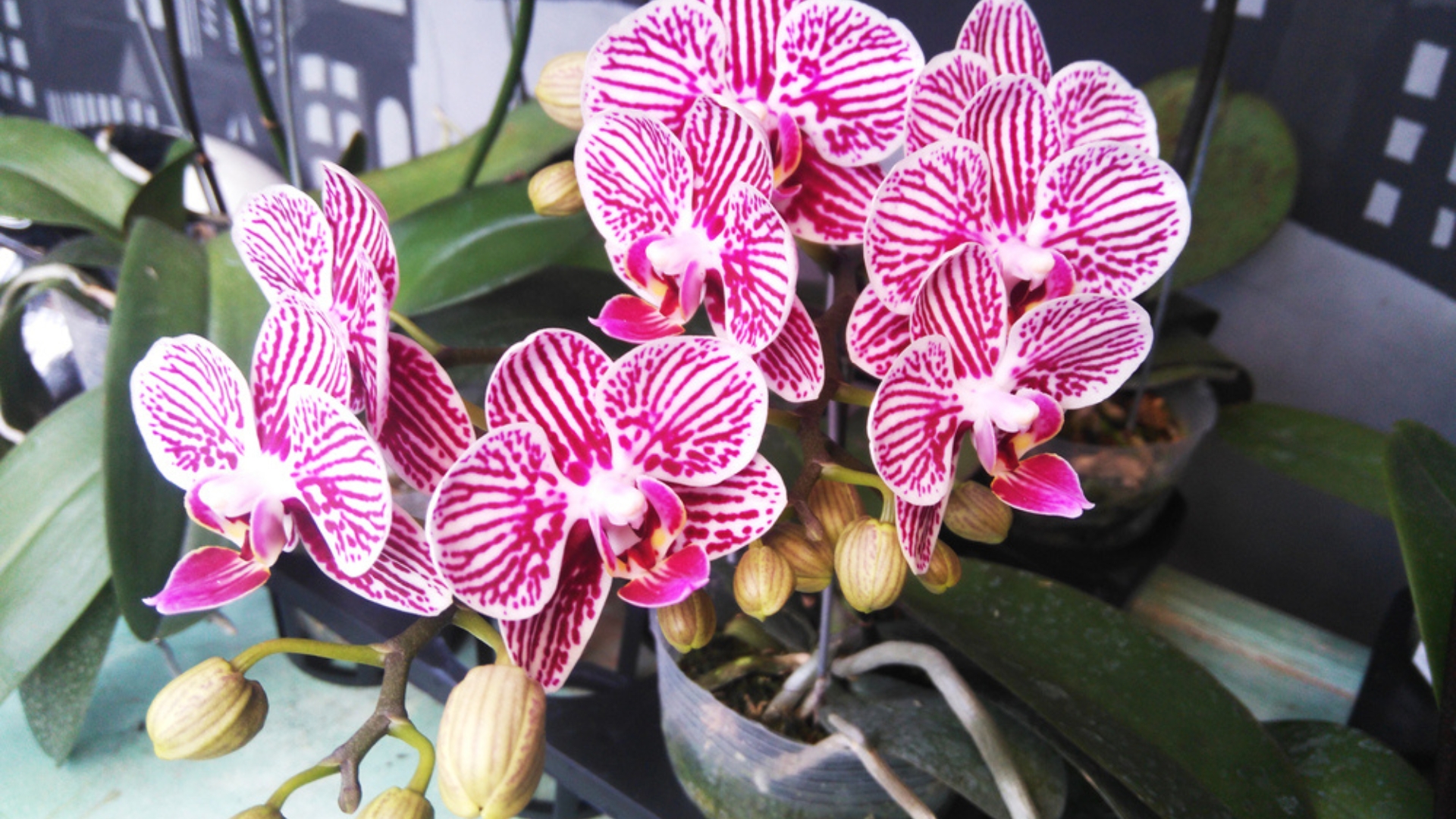 18 Secrets That Made My Orchids Bloom (And Mistakes I’ll Never Repeat)