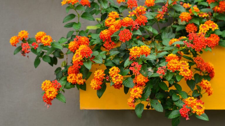 lantana in bloom