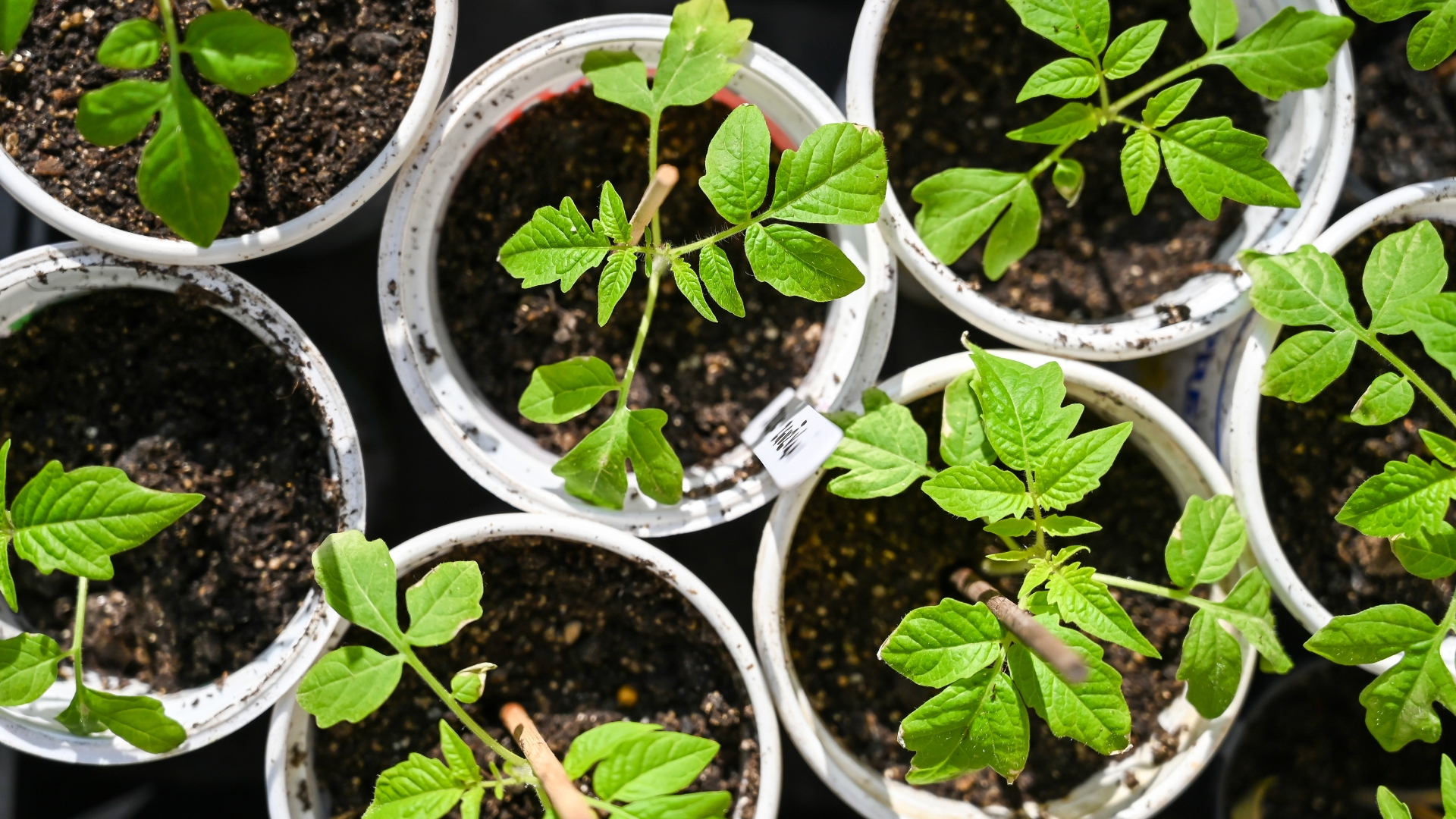 18 Seeds To Start Early—Even Before They Hit The Soil