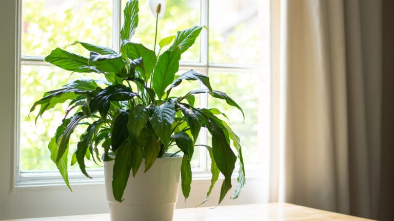 Peace lily plant in a bright home