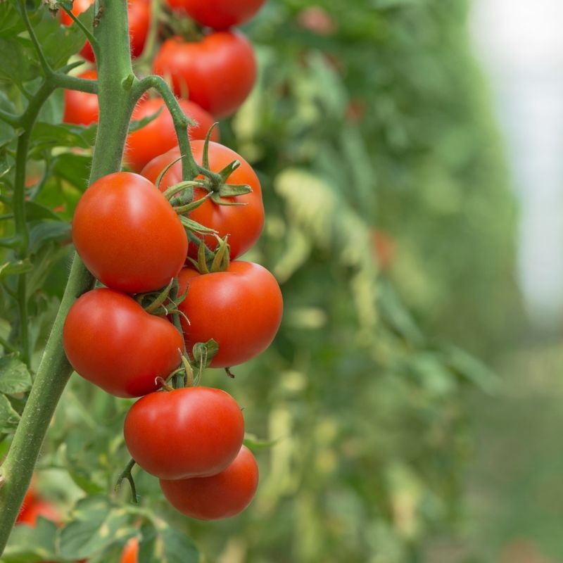 Tomatoes