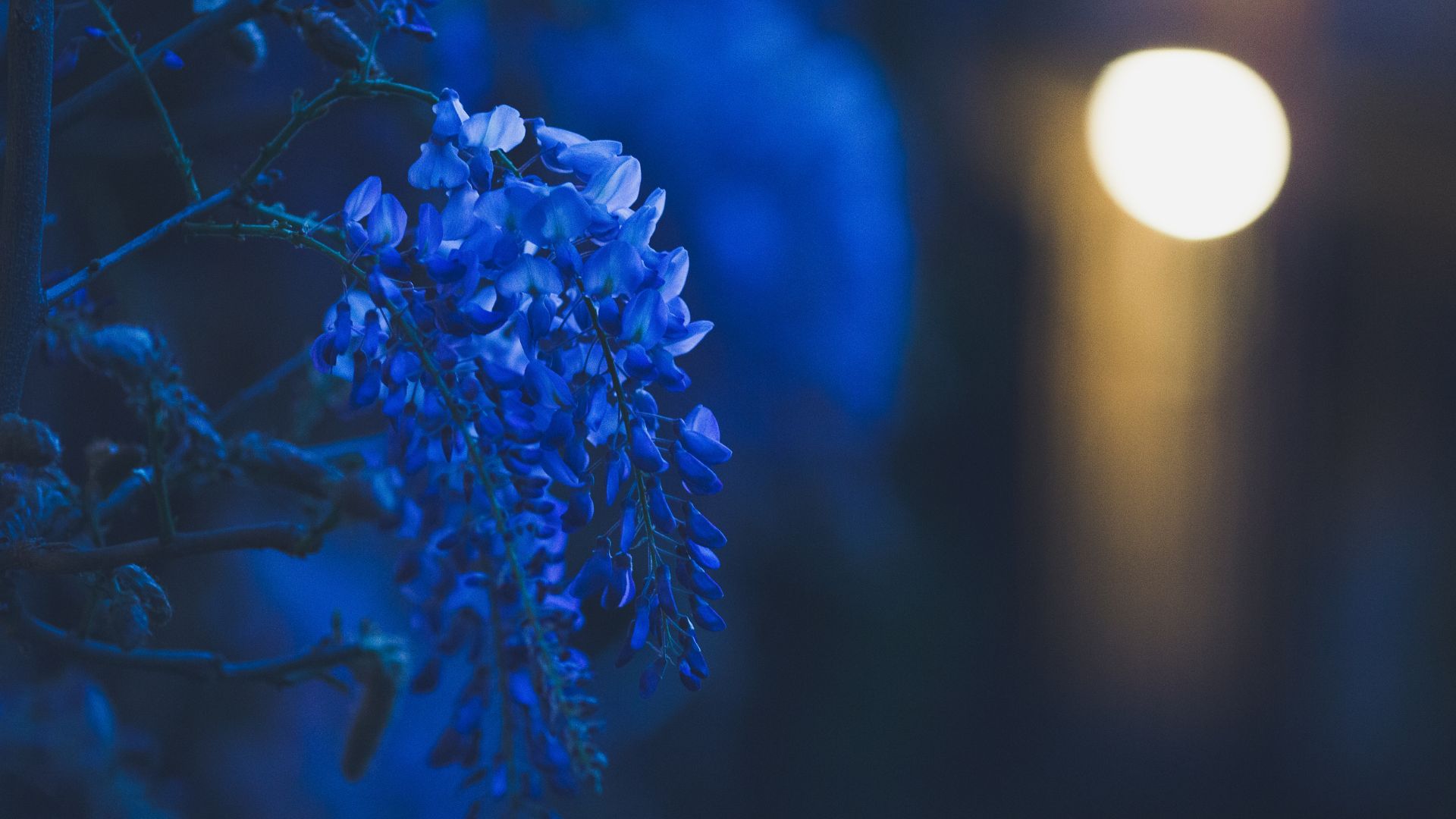 blue wisteria at night