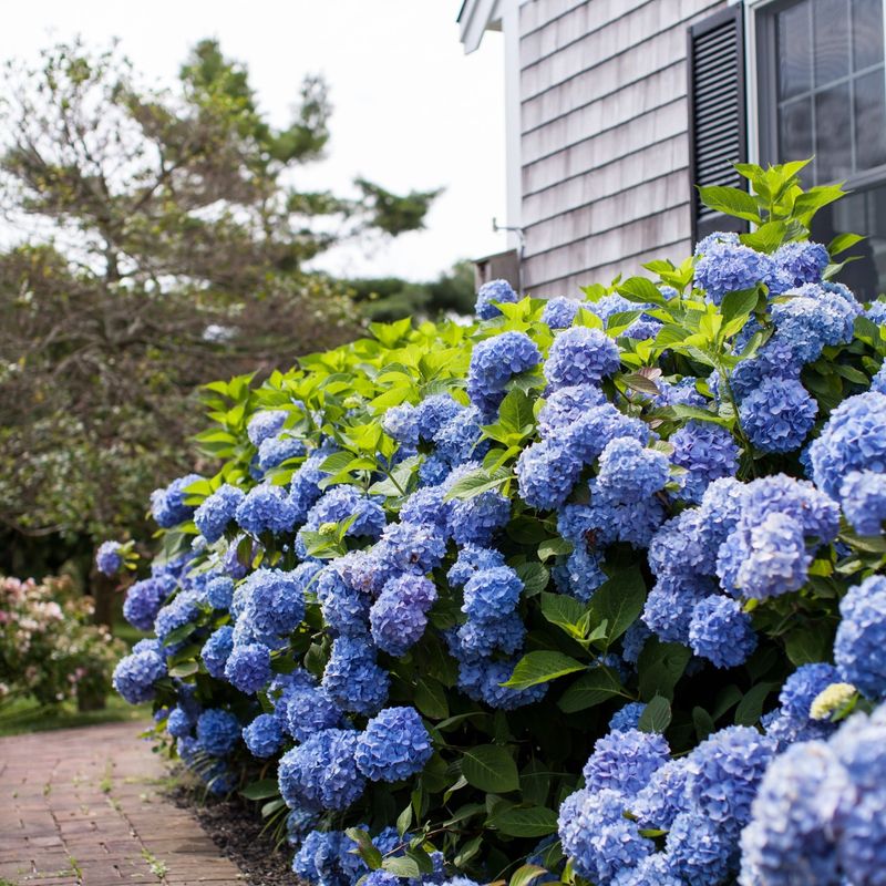 Blue Hydrangea