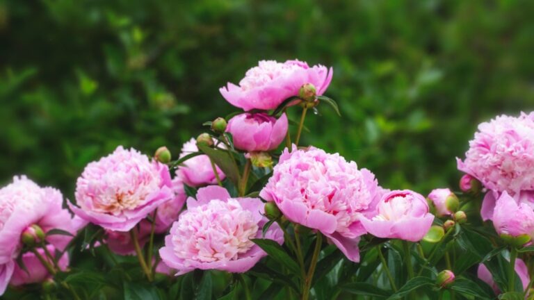 peonies in bloom