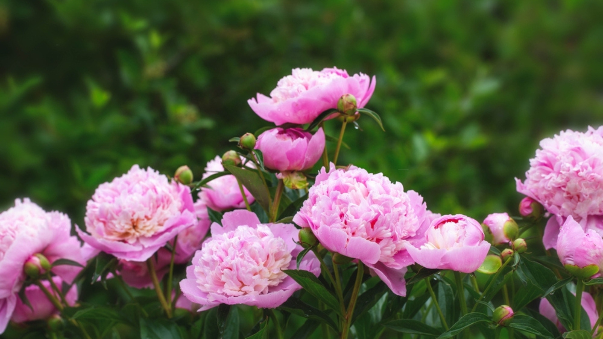 19 Gorgeous Perennials That Bring Late-Season Color To Spring