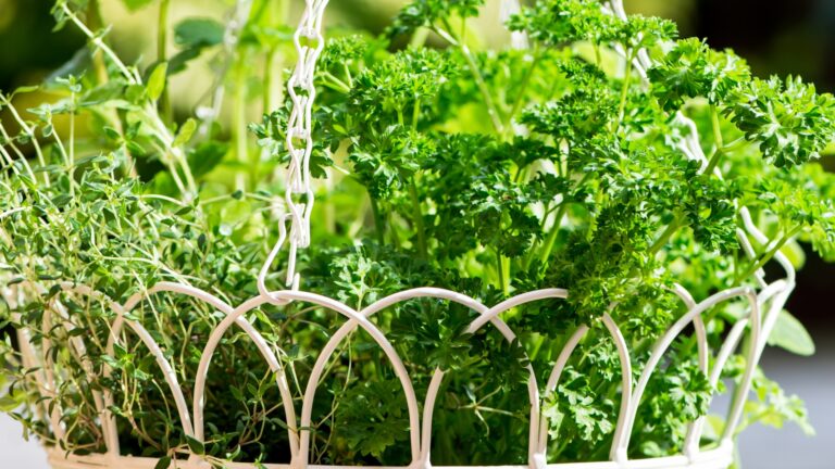 herbs in hanging basket