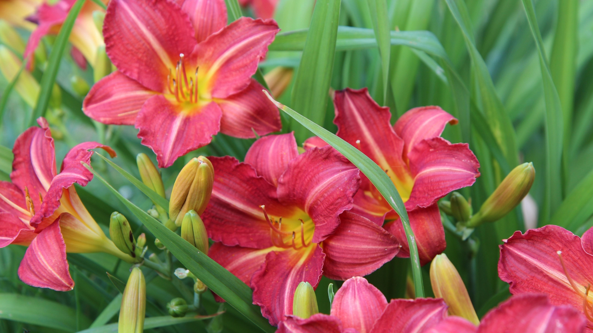 daylilies