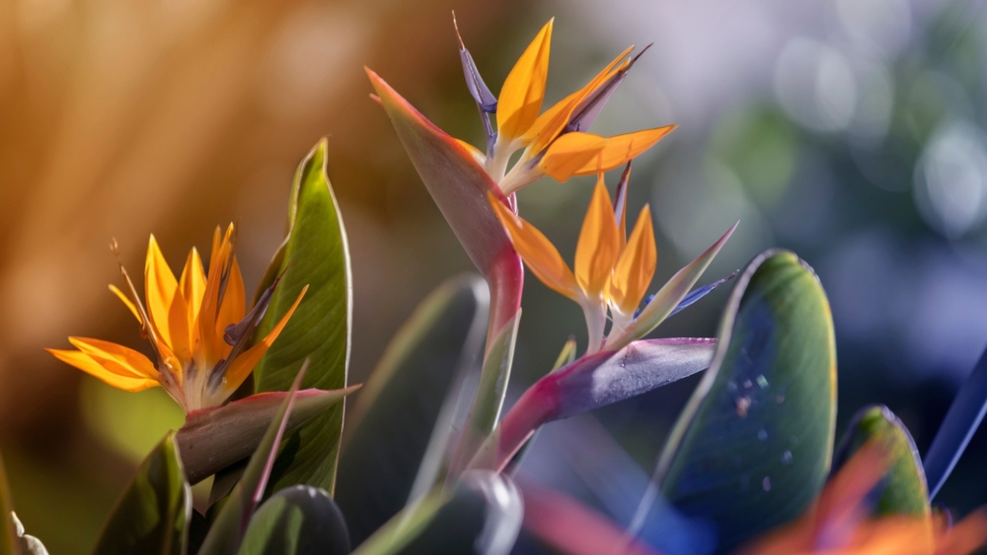 bird of paradise plant